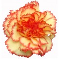 Mini Carnations - Oba Oba (bunch of 10 stems)